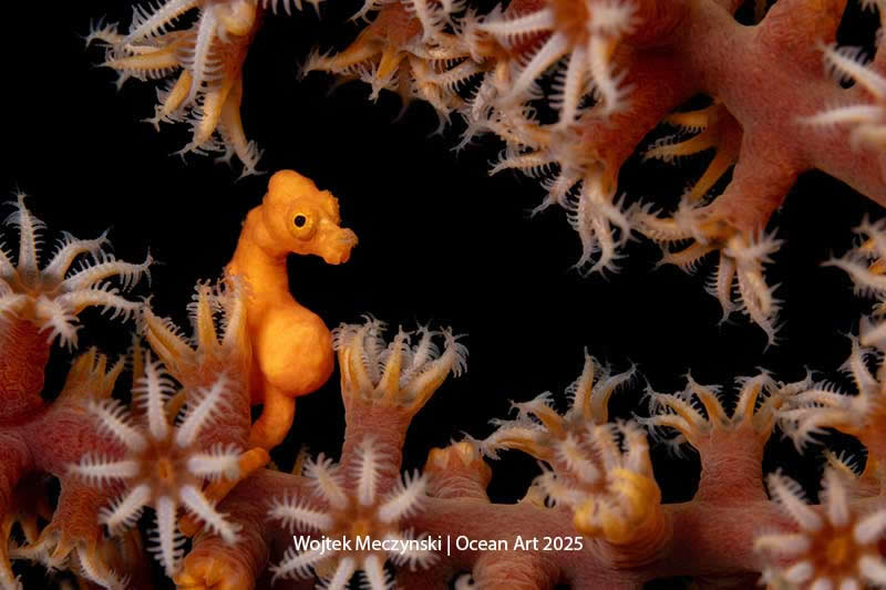 Portrait - 3rd Place: Home Alone by Wojtek Meczynski - Location: Indonesia, Lembeh Straight - Ocean Art Contest 2025 Winners