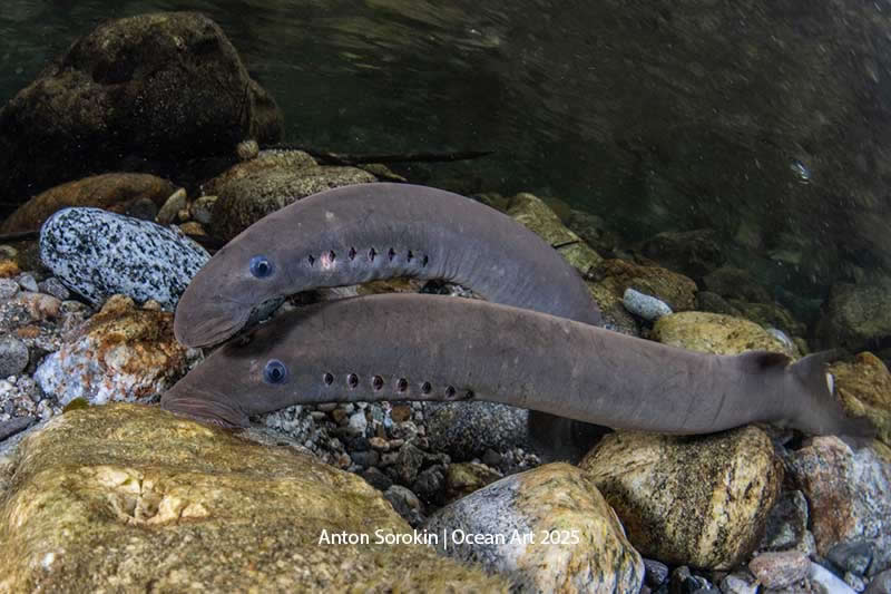 Cold Water - 2nd Place: Spawning Lamprey by Anton Sorokin - Location: California, USA, Big Sur Region - Ocean Art Contest 2025 Winners