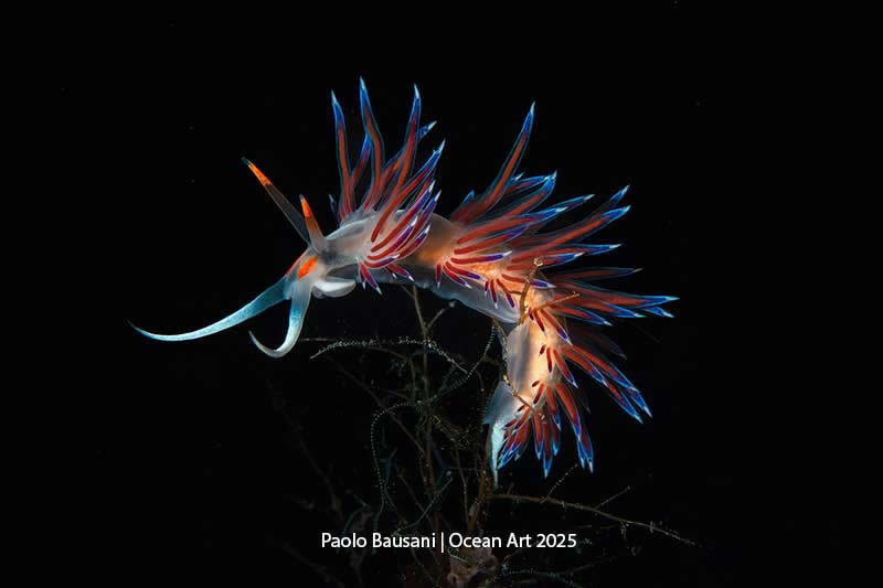 Nudibranchs - 1st Place: True Colors by Paolo Bausani - Location: Giannutri Island, Mediterranean Sea, Italy - Ocean Art Contest 2025 Winners
