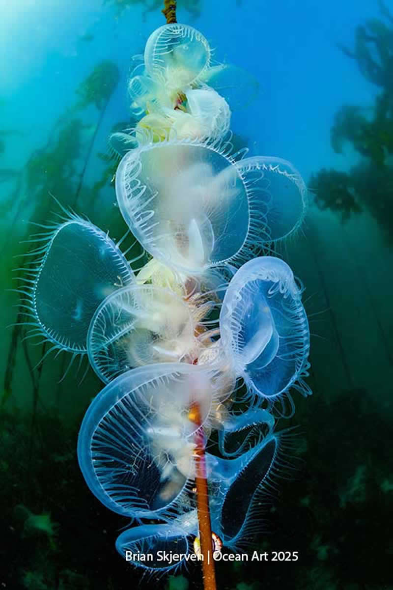 Nudibranchs - 2nd Place: Pride of Lions by Brian Skjerven - Location: Canada, British Columbia, God&rsquo;s Pocket Marine Provincial Park, Hooded Nudie Bay - Ocean Art Contest 2025 Winners