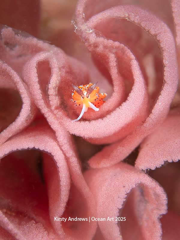 Nudibranchs - 3rd Place: Egg Eater by Kirsty Andrews - Location: Anilao, Philippines - Ocean Art Contest 2025 Winners