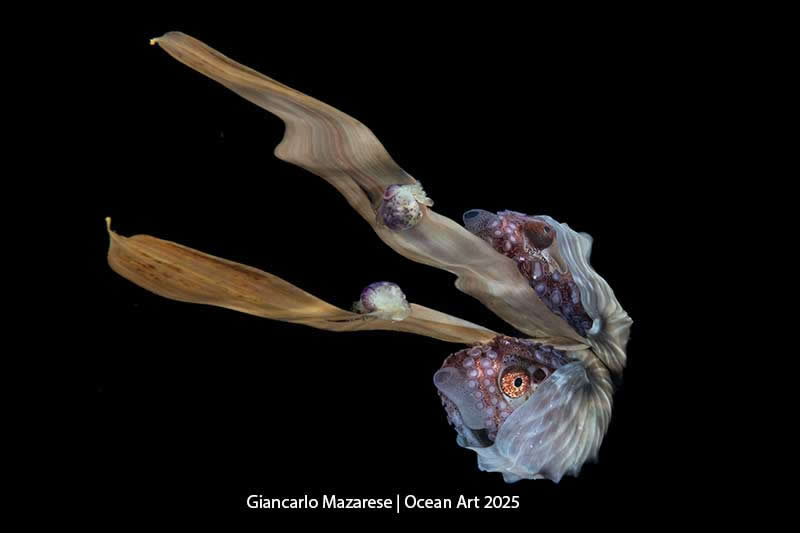 Blackwater - 3rd Place: Reality and Reflection by Giancarlo Mazarese - Location: Anilao, Philippines - Ocean Art Contest 2025 Winners