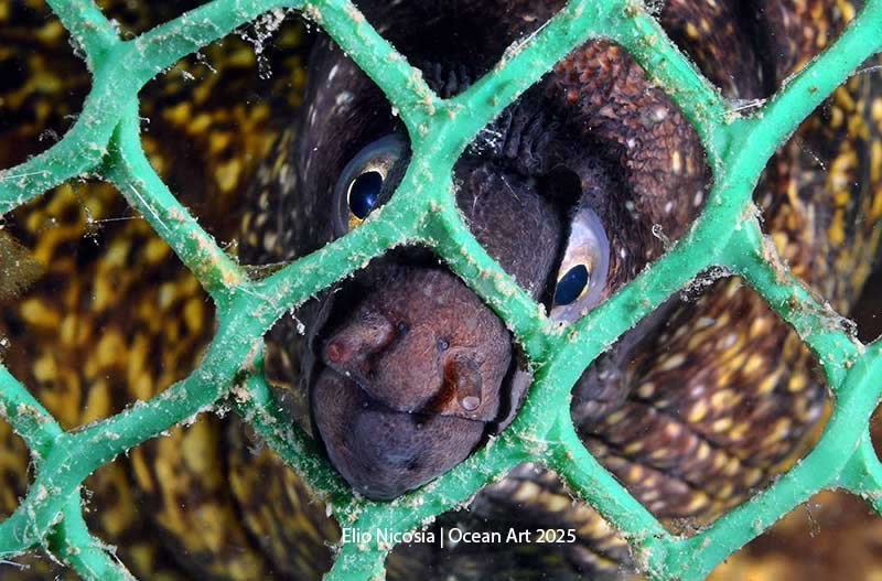 Underwater Conservation - 1st Place: Please Free Me by Elio Nicosia - Location: Syracuse, Sicily, Italy - Ocean Art Contest 2025 Winners