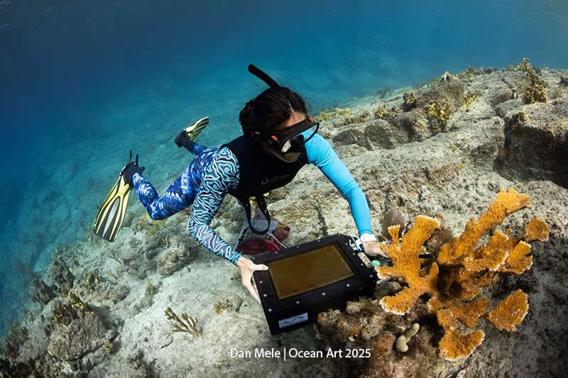 Underwater Conservation - 2nd Place: Disco! by Dan Mele - Location: St. John, U.S. Virgin Islands, Tektite - Ocean Art Contest 2025 Winners