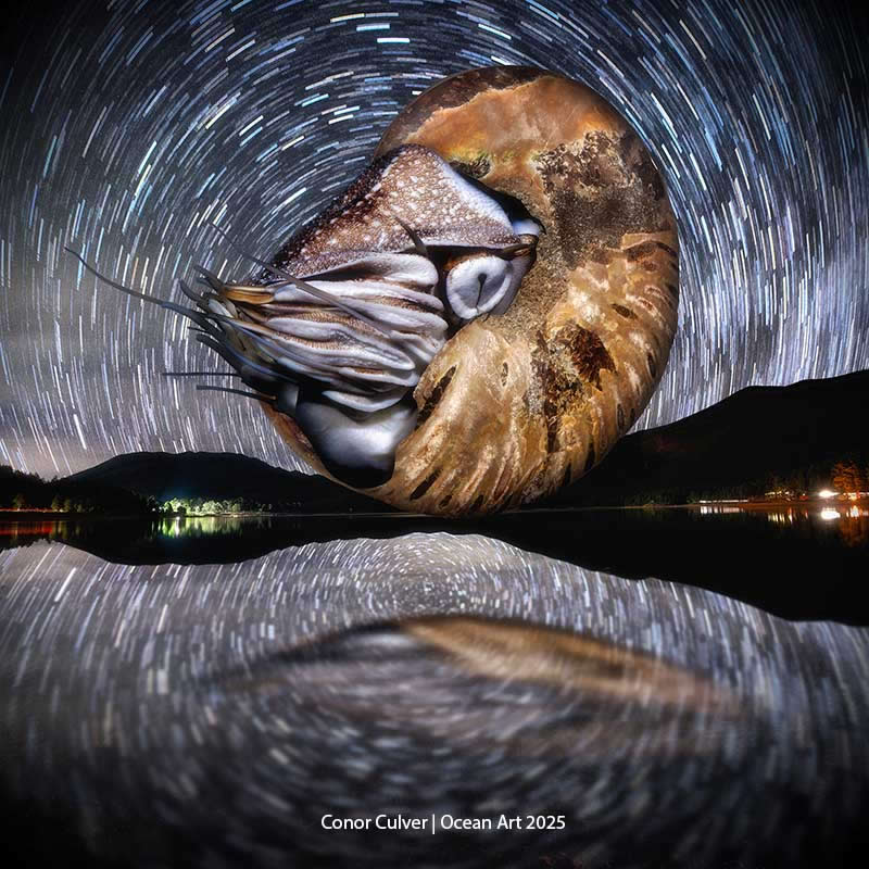 Underwater Digital Art - 2nd Place: Living Fossil by Conor Culver - Location: Palau, Micronesia - Ocean Art Contest 2025 Winners