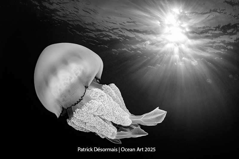 Black & White - 1st Place: M&eacute;duse by Patrick D&eacute;sormais - Location: Pays-Bas &ndash; Z&eacute;lande &ndash; site Den Osse - Ocean Art Contest 2025 Winners