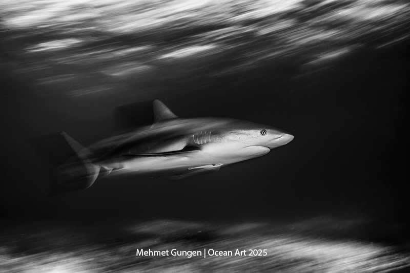 Black & White - 3rd Place: Caribbean Reef Shark Blur by Mehmet Gungen - Location: Bahamas, Grand Bahama Island, Dive site: Tiger Beach - Ocean Art Contest 2025 Winners
