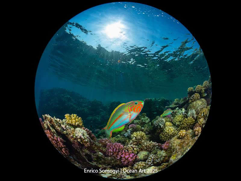 Compact Wide Angle - 2nd Place: Klunzigerś Home (Klunziger Wrasse) by Enrico Somogyi - Location: Marsa Alam, Red Sea, Egypt - Ocean Art Contest 2025 Winners