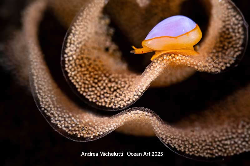 Compact Macro - 1st Place: Dancing on eggs by Andrea Michelutti - Location: Anilao, Mabini, Batangas (Luzon), Philippines - Ocean Art Contest 2025 Winners