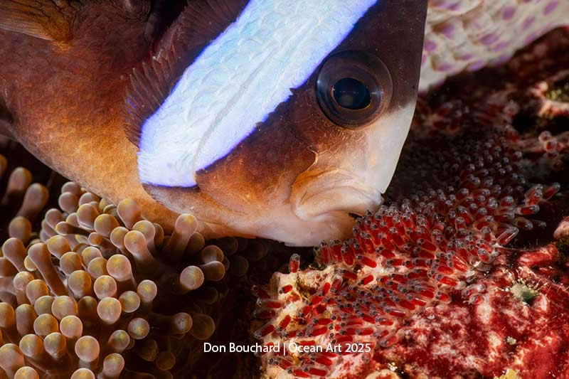 Compact Macro - 2nd Place: Father&rsquo;s Day by Don Bouchard - Location: Anilao, Philippines - Ocean Art Contest 2025 Winners