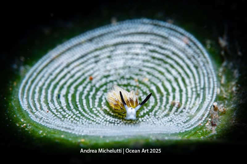 Compact Macro - 3rd Place: Hypnosis &ndash; Costasiella Usagi by Andrea Michelutti - Location: Anilao, Mabini, Batangas (Luzon), Philippines - Ocean Art Contest 2025 Winners