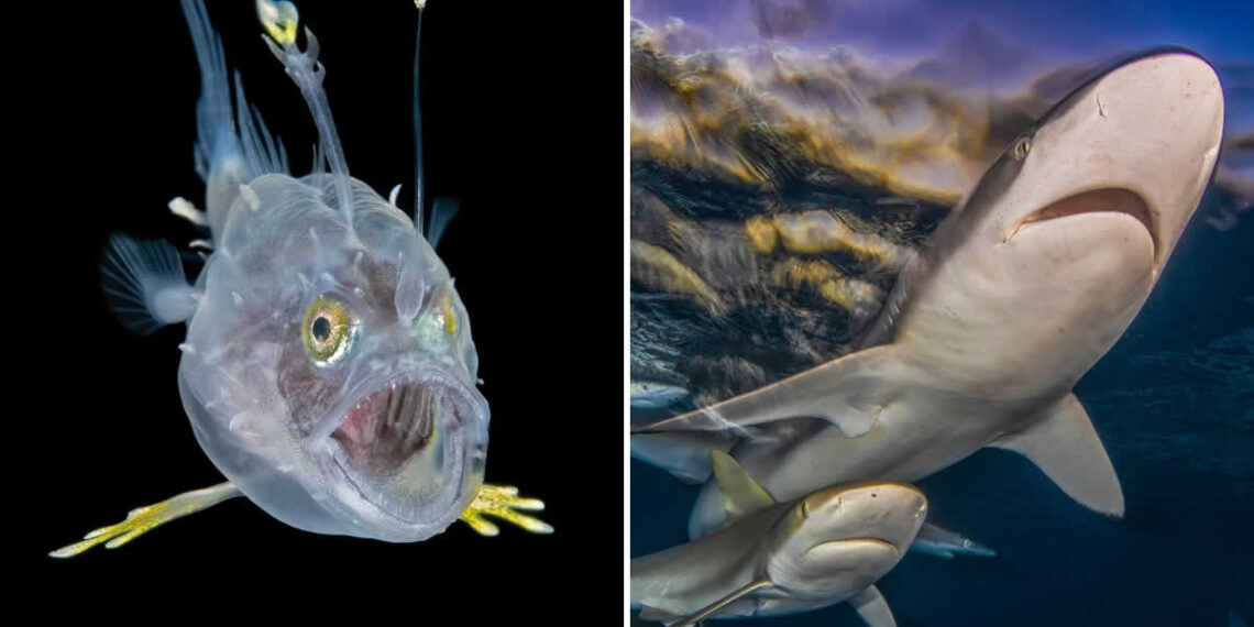 Ocean Art Contest 2025 Winners