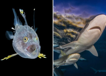 Ocean Art Contest 2025 Winners