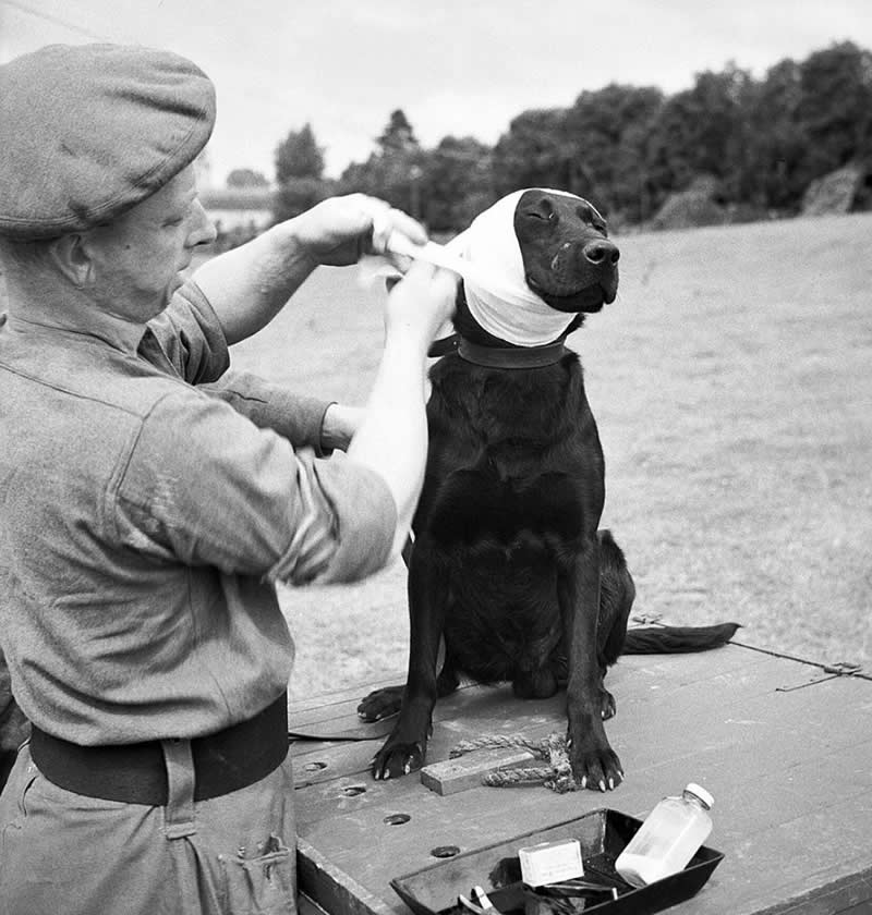 25 Powerful Historical Photos That Bring Forgotten Stories Back to Life 51 A sergeant of the Royal Army Veterinary Corps bandages the wounded ear of Jasper, a mine-detecting dog in Bayeux, Normandy, 1944. - Powerful Historical Photos