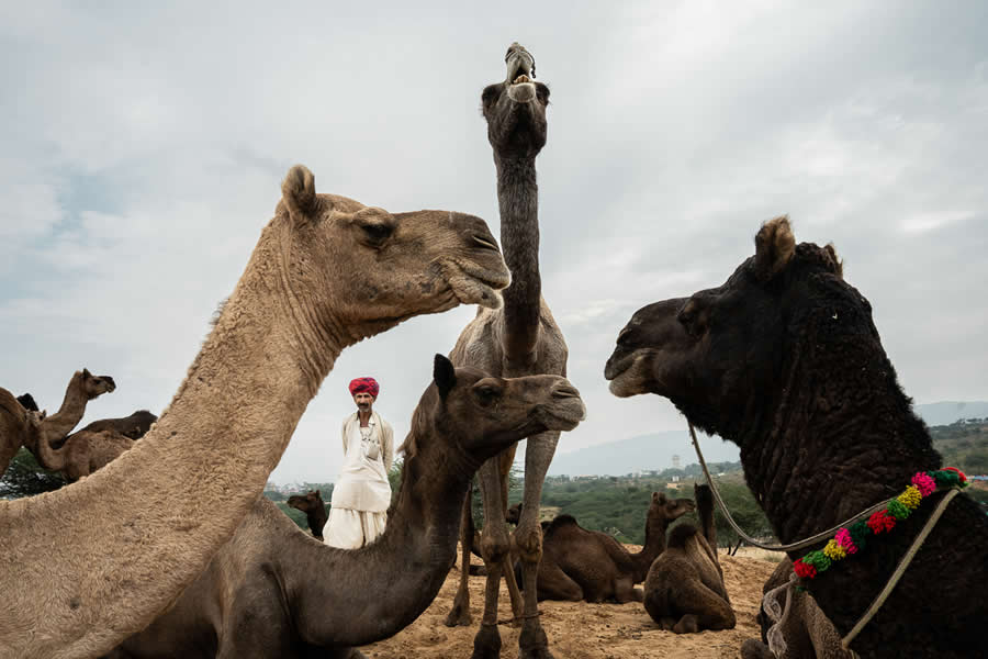 Stunning Photos of Pushkar Mela by Salih KM