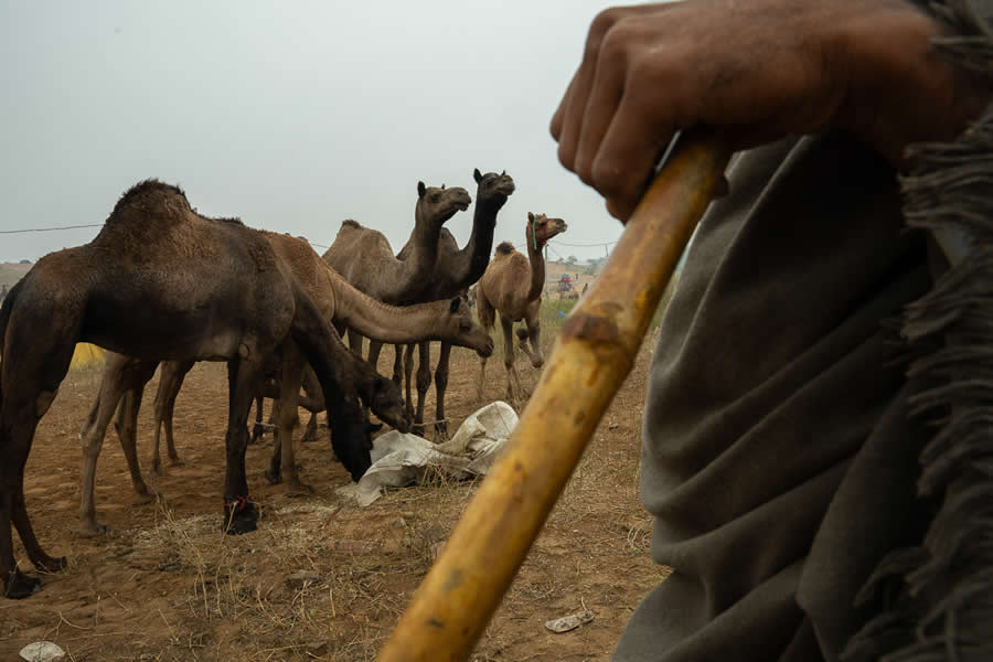 Stunning Photos of Pushkar Mela by Salih KM