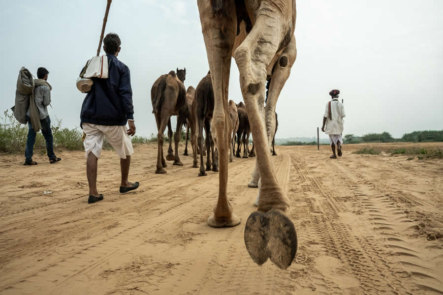 Stunning Photos of Pushkar Mela by Salih KM