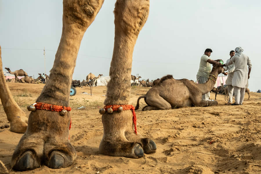 Stunning Photos of Pushkar Mela by Salih KM