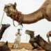 Stunning Photos of Pushkar Mela by Salih KM
