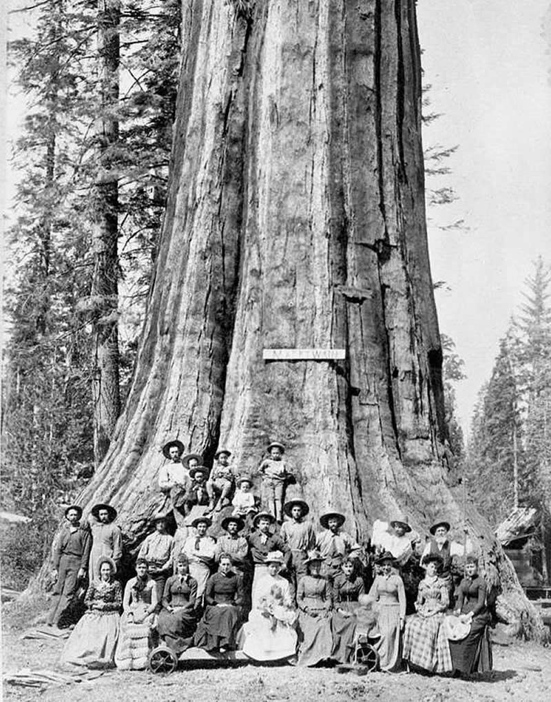 The "Mark Twain Tree" in California stood for over 1,300 years, measured 331 feet high, and reached 16 feet in diameter. - Rare Historical Photos That Bring Forgotten Moments