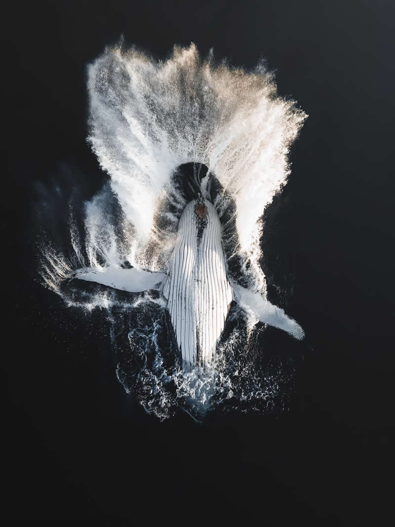 Bronze: "Breach" by Jarrod Saw - reFocus Photographer of the Year Awards Aerial Photography Winners