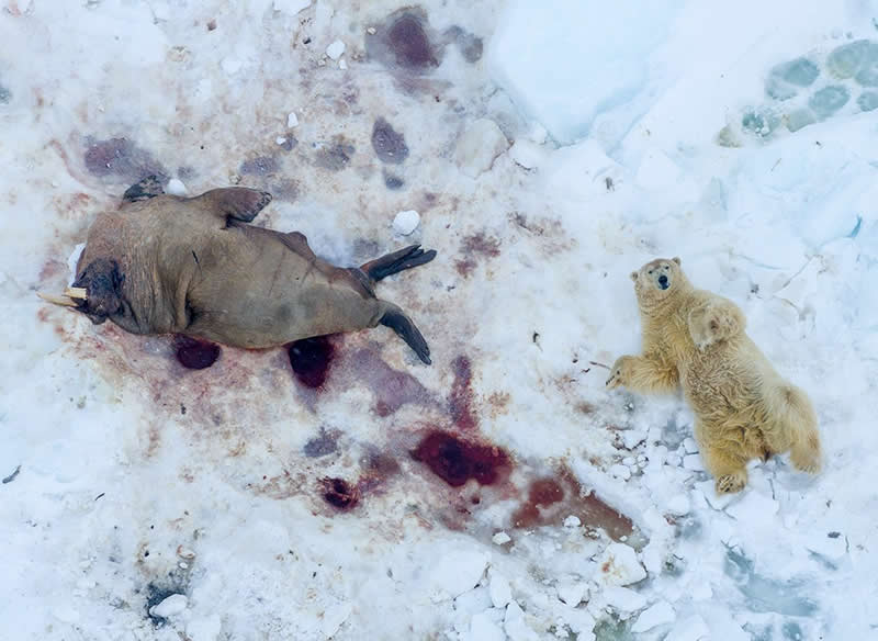 After the meal by P&aring;l Hermansen - reFocus Photographer of the Year Awards Aerial Photography Winners