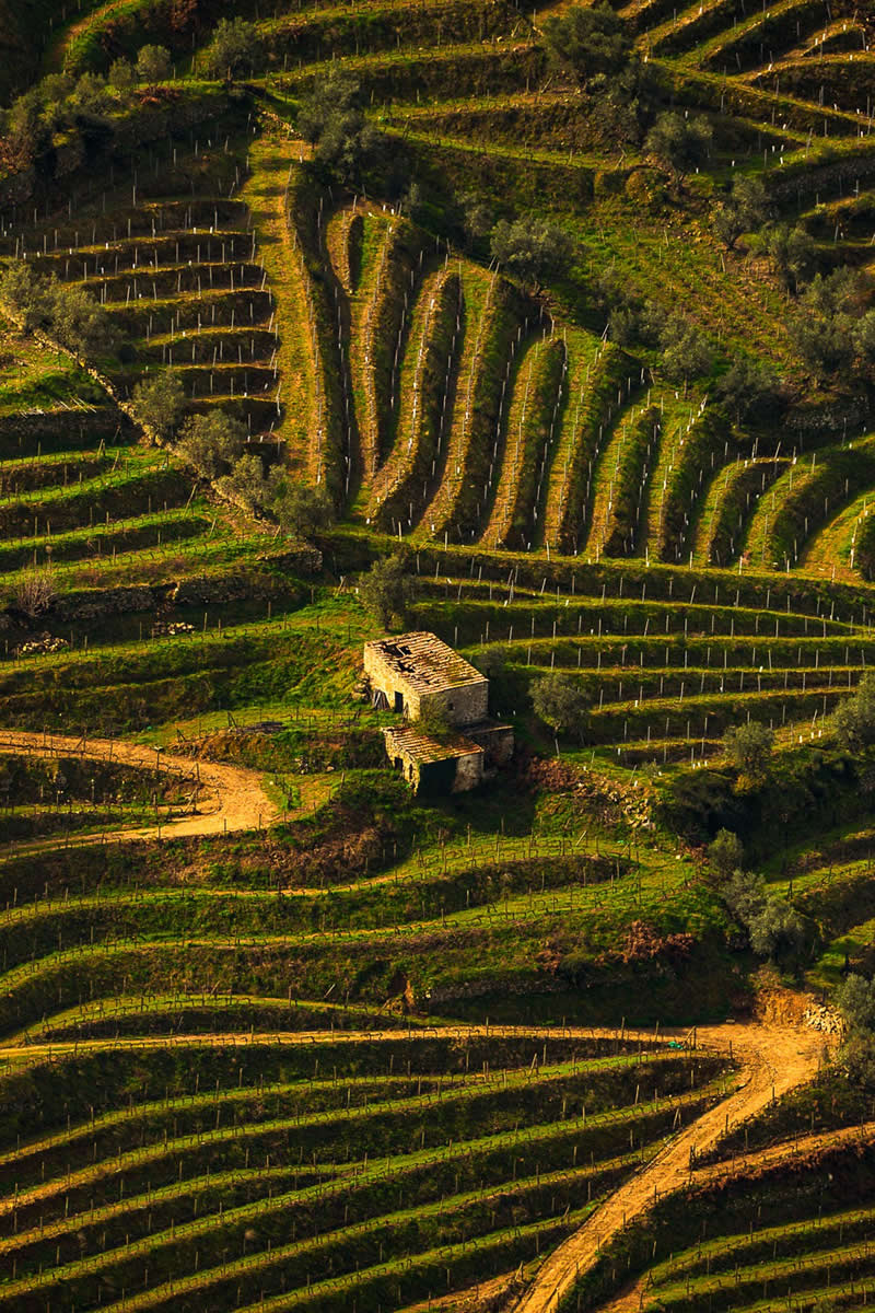 People’s Vote Award: Echoes in the Vineyard – Douro by Juan Carlo Jacques De Araujo - 2025 Refocus Photographer of the Year Awards Landscape Winners