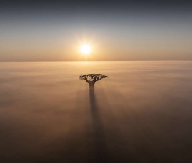 Solitary Giant by Max Terwindt - 2025 Refocus Photographer of the Year Awards Landscape Winners