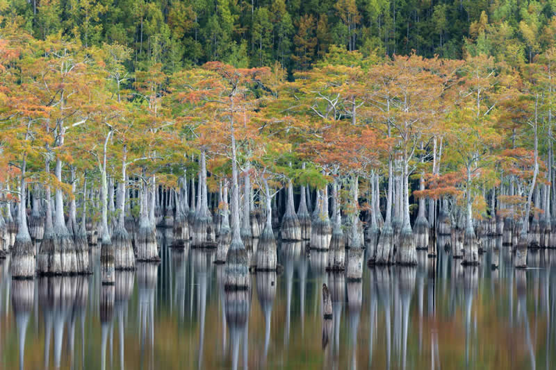 Still Morning in the Cypress Swamp by Jim Guerard - 2025 Refocus Photographer of the Year Awards Landscape Winners