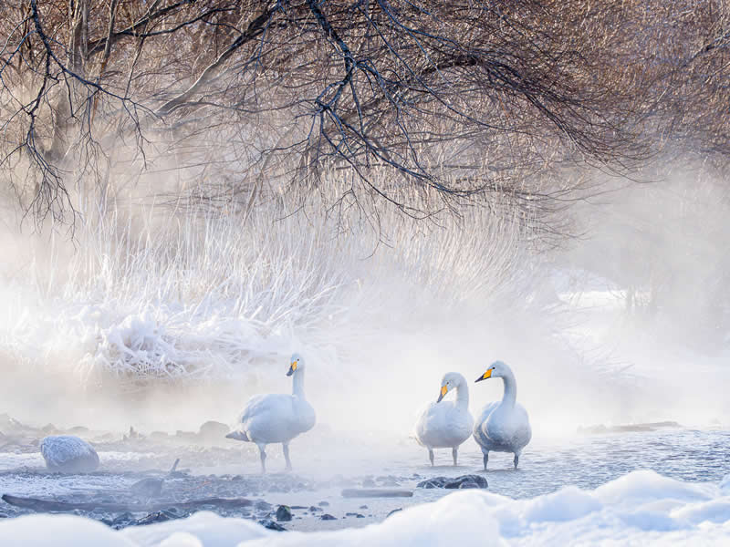 Misty Morning Swans by Kathy Sergio - 2025 Refocus Photographer of the Year Awards Landscape Winners