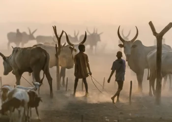 People herding cattle at sunset