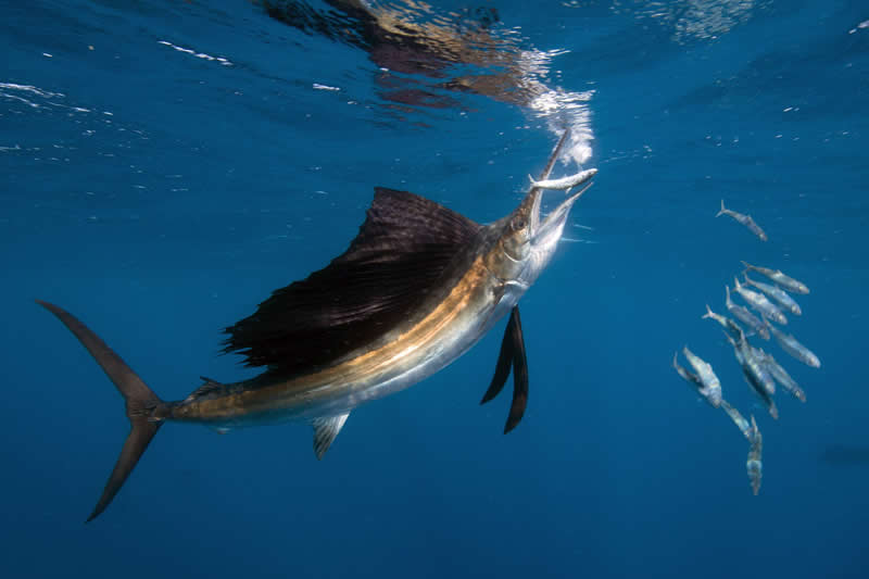  Sailfish grabbing Sardine by Joergen Rasmussen - 2025 reFocus Photographer of the Year Awards Underwater Winners
