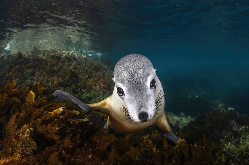  Sea Puppy Gaze by Remuna Beca - 2025 reFocus Photographer of the Year Awards Underwater Winners