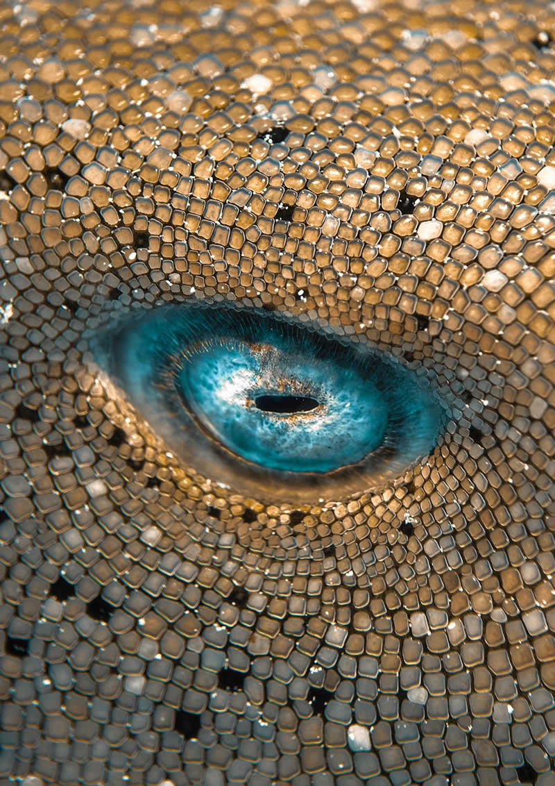  Ocean's Eye by Hadrien Foucher - 2025 reFocus Photographer of the Year Awards Underwater Winners