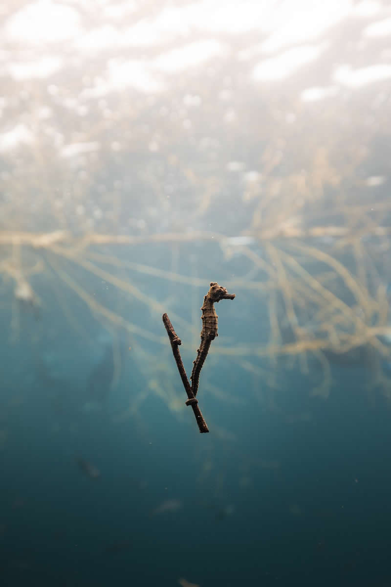  Stillness by Juan Mora - 2025 reFocus Photographer of the Year Awards Underwater Winners