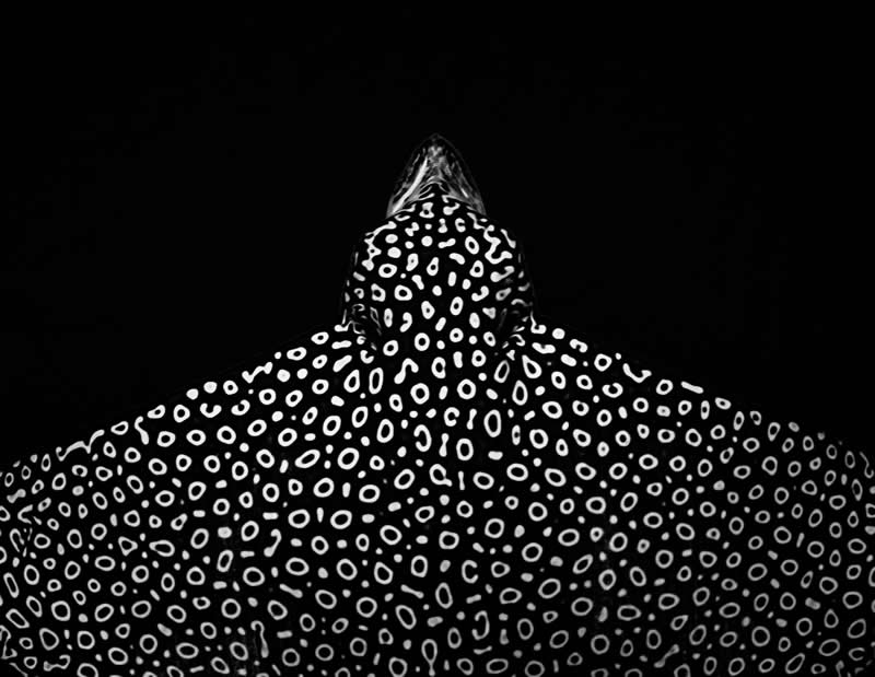 Binary code by Mizael Palomeque - 2025 reFocus Photographer of the Year Awards Underwater Winners