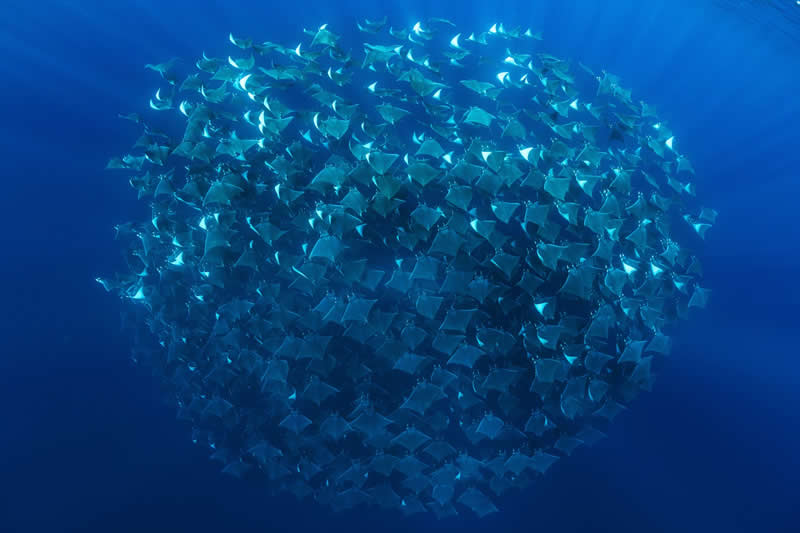 Ball of Mobula Rays by Joergen Rasmussen - 2025 reFocus Photographer of the Year Awards Underwater Winners