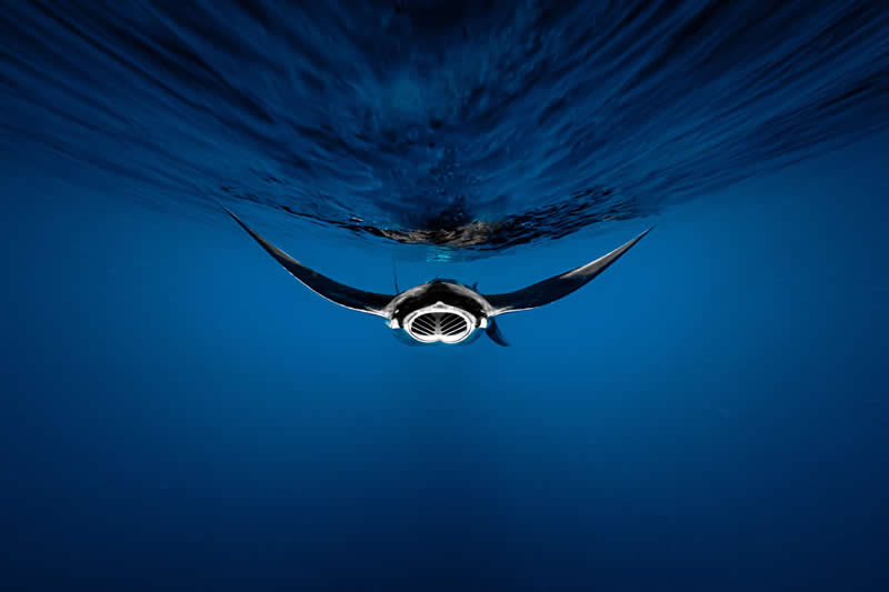 Fly with me by Mizael Palomeque - 2025 reFocus Photographer of the Year Awards Underwater Winners