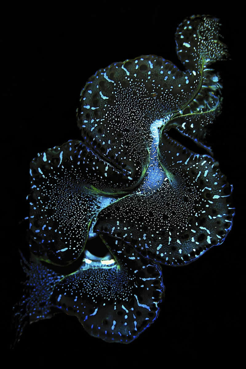 Killer Kiss by Christina Ford - 2025 reFocus Photographer of the Year Awards Underwater Winners