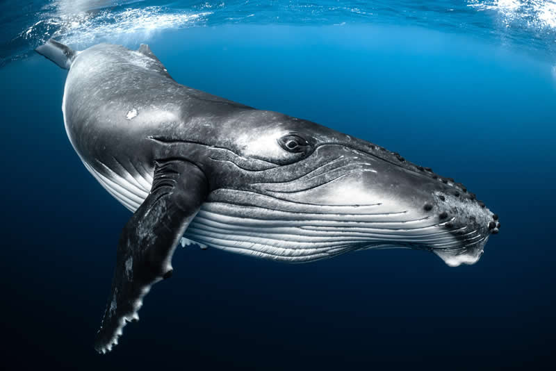 Big Baby by Brittany Ilardi - 2025 reFocus Photographer of the Year Awards Underwater Winners