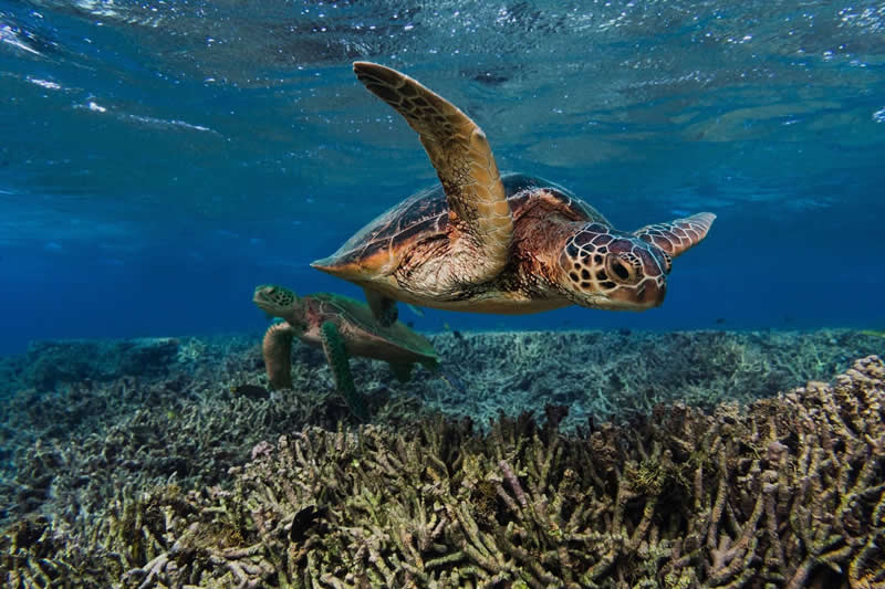 Turtle Garden by Gillian Shark - 2025 reFocus Photographer of the Year Awards Underwater Winners