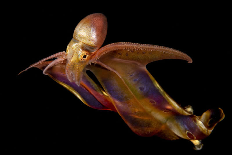 Blanket Octopus in flight by Joergen Rasmussen - 2025 reFocus Photographer of the Year Awards Underwater Winners