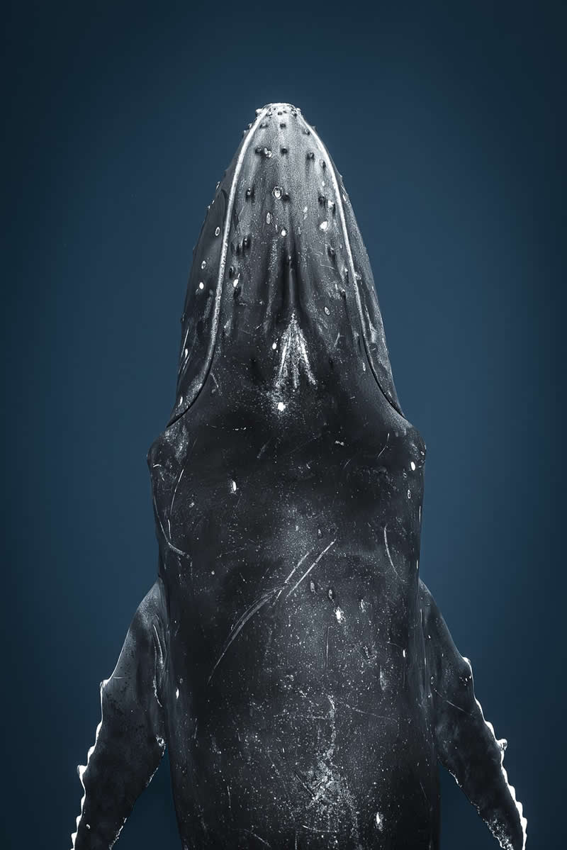 Below by Brittany Ilardi - 2025 reFocus Photographer of the Year Awards Underwater Winners