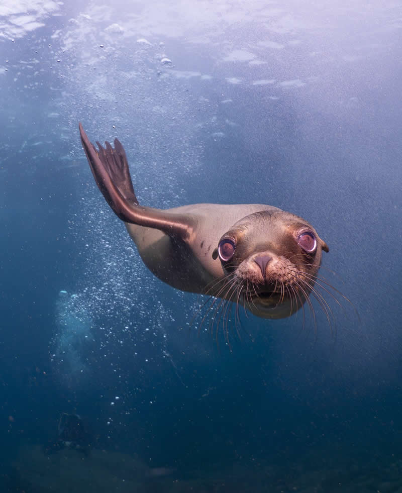 Curious Sea Lion by Fritz Koller - 2025 reFocus Photographer of the Year Awards Underwater Winners