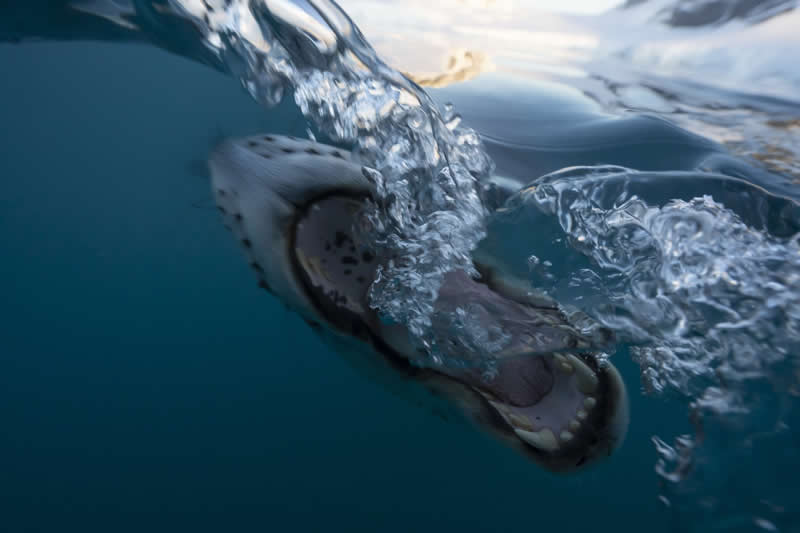 Open Wide by Brett Lobwein - 2025 reFocus Photographer of the Year Awards Underwater Winners