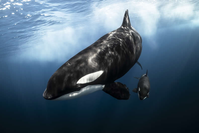 Matriarch by Brittany Ilardi - 2025 reFocus Photographer of the Year Awards Underwater Winners