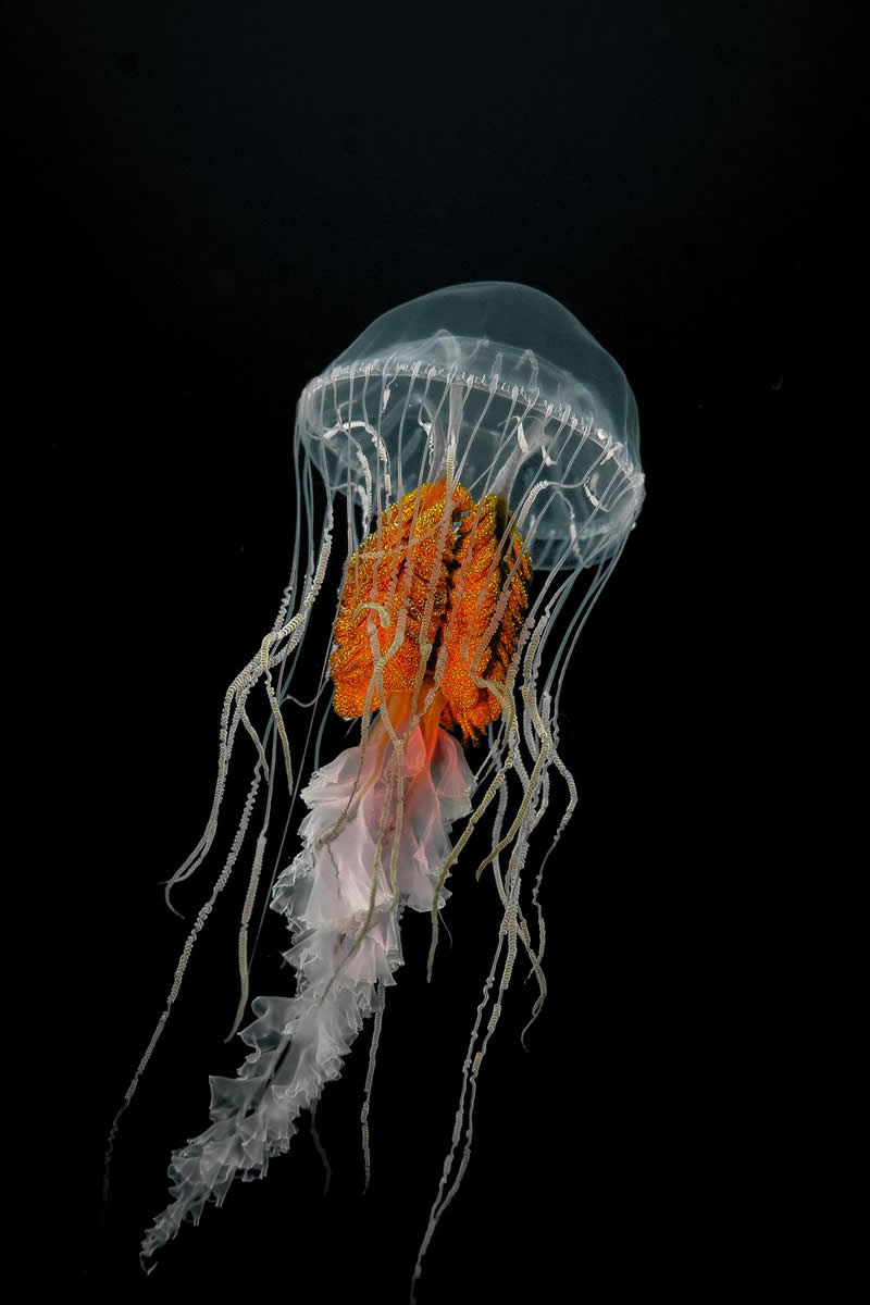 The Orange Veil by Juan M Guzman - 2025 reFocus Photographer of the Year Awards Underwater Winners