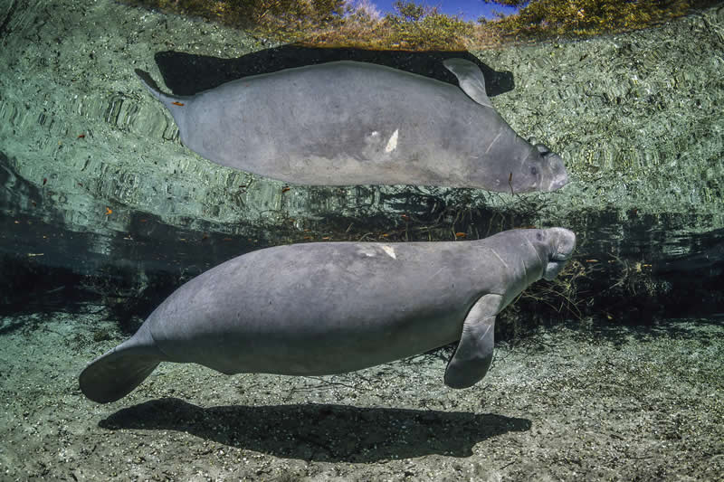 Through the Looking Glass by Remuna Beca - 2025 reFocus Photographer of the Year Awards Underwater Winners