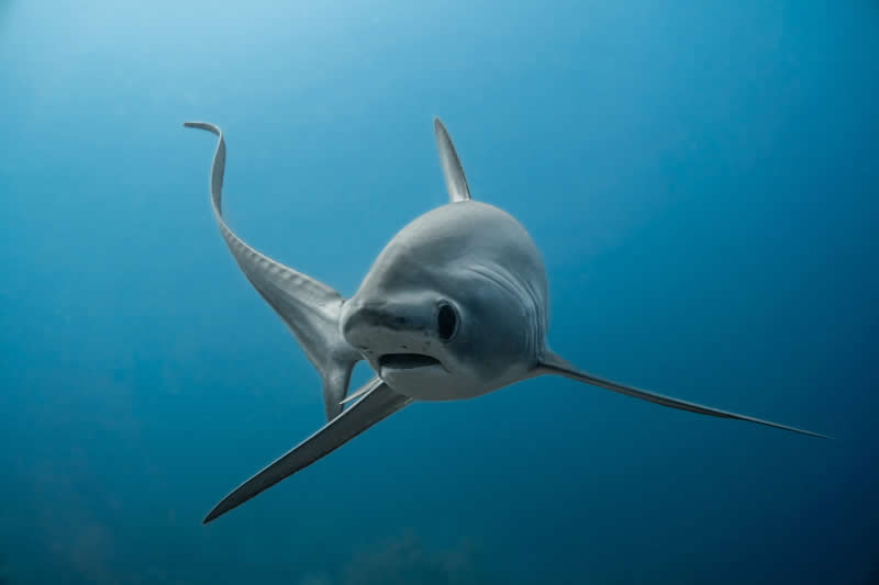 Thresher Portrait by Juan M Guzman - 2025 reFocus Photographer of the Year Awards Underwater Winners