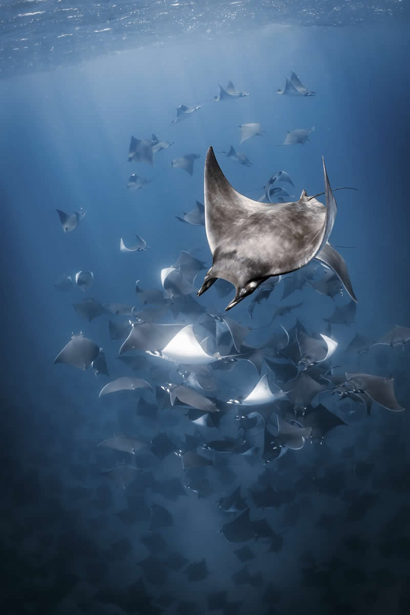 The Courtship Vortex by Brittany Ilardi - 2025 reFocus Photographer of the Year Awards Underwater Winners